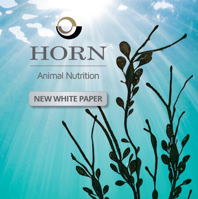 Super Seaweed Food for Companion Animal Health
